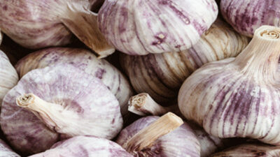 GARLIC RECIPES