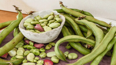 BOUNTIFUL BROAD BEANS