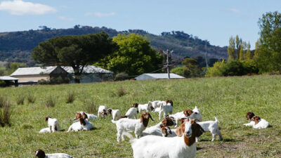 VICTORIAN GOAT FARM