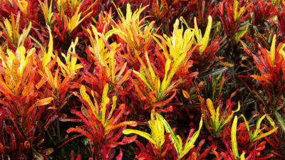 TROPICAL VANUATU GARDEN