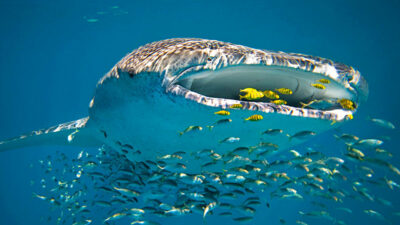 WA’S CORAL COAST
