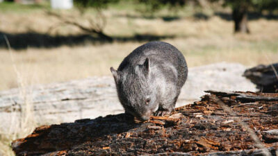 TAMAR VALLEY TASMANIA
