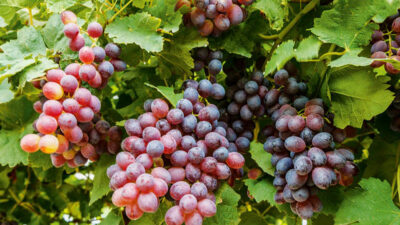 SUN WORLD TABLE GRAPES