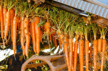 A LAMATTINA CARROT FARMER’S SOLUTION TO WATER ISSUES