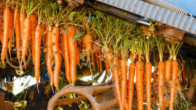 A LAMATTINA CARROT FARMER’S SOLUTION TO WATER ISSUES
