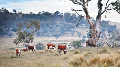 A-SHEEP-FARM-IN-MONARO-HIGH-COUNTRY