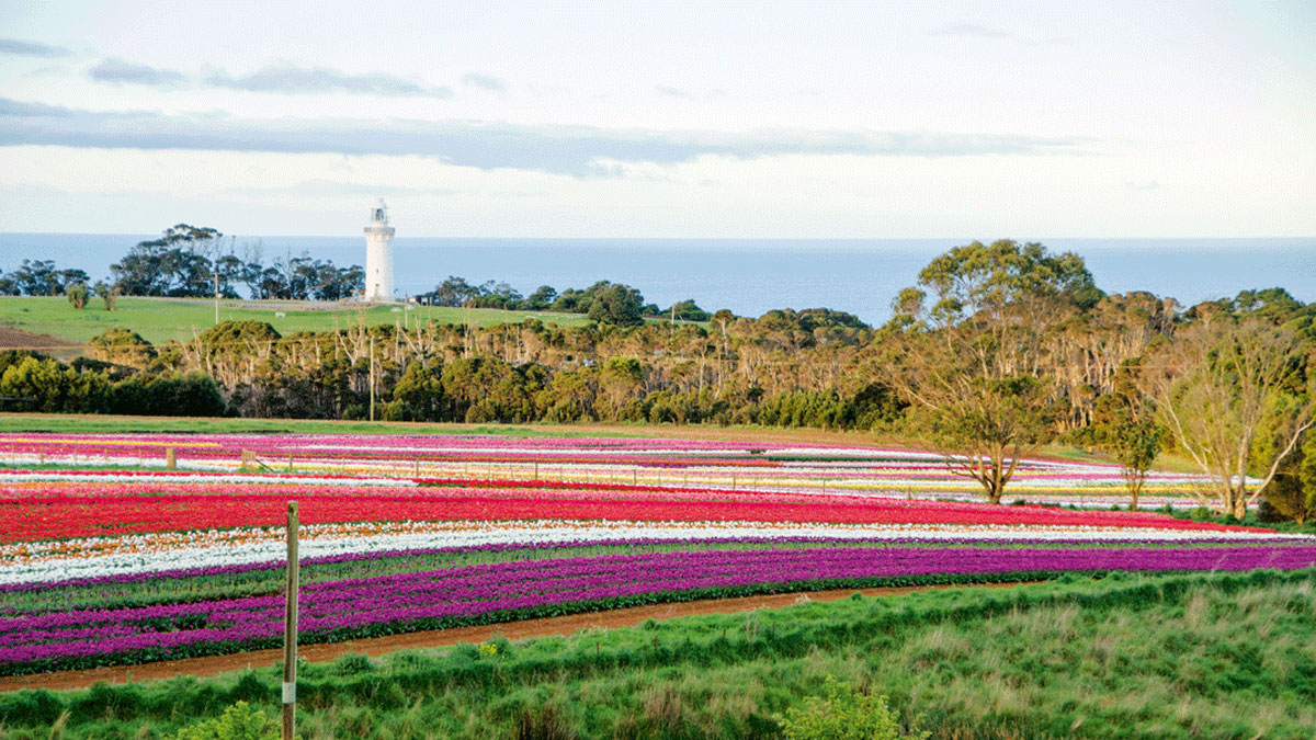 A Life Amongst the Tulips. Meet Tassie Tulip Farmer Dave Roberts