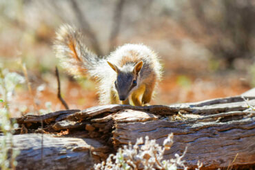 Australian wildlife