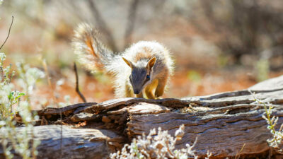 Australian wildlife