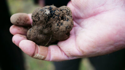 Turalla Truffles Bungendore NSW