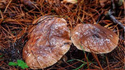 Mushroom Farming