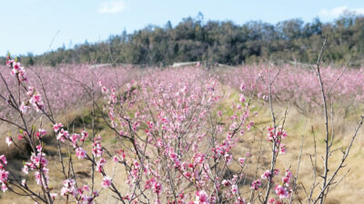Severnlea Farm QLD