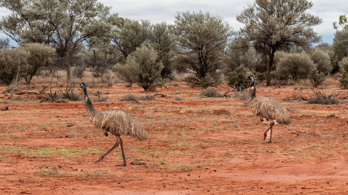 Emus on a plain in the outback