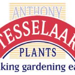 Anthony-Tesselaar-Plants-Lo