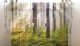 forest shower splashback