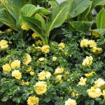 Flower Carpet GOLD roses