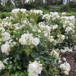 Carpet of Flower Carpet White roses