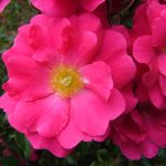 Flower Carpet PINK rose