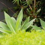 Contemporary landscaped spaces