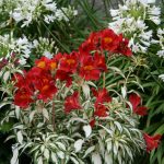 Rock and Roll alstroemeria