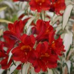 Plant idea: Rock and Roll, a real show stopper