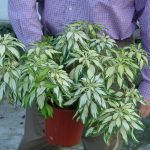 Plant idea: Rock and Roll, a real show stopper