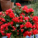 Red flowers in the garden
