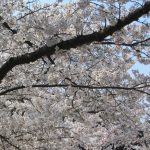 Garden tips: Spring-i-fy your garden