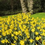 yellow daffodils S
