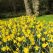 yellow daffodils S