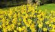 yellow daffodils S