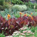 Colour combos are a perfect idea to spruce up your garden and add some colour to any landscape