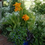 Colour combos are a perfect idea to spruce up your garden and add some colour to any landscape