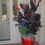 Colour combos are a perfect idea to spruce up your garden and add some colour to any landscape