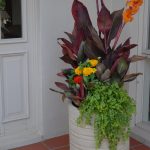 Colour combos are a perfect idea to spruce up your garden and add some colour to any landscape