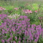 massed cottage style