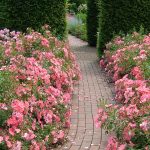 Evergreen vertical with roses
