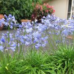 Bluestorm Agapanthus on patio