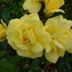 Resort style in your garden