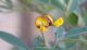 Golden flowered Pigeon pea