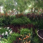 The Coprosma Pacific Sunset garden plant