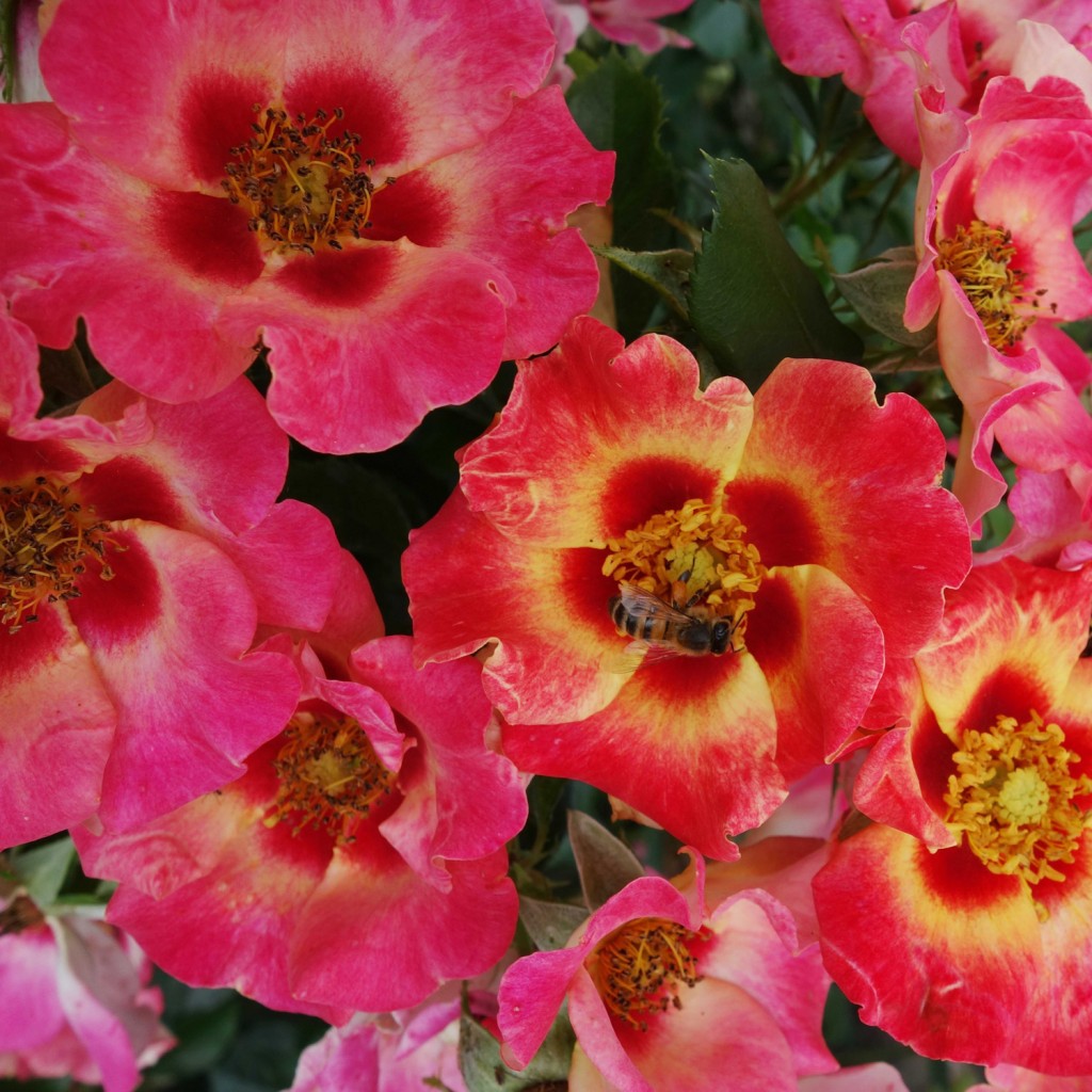 Sweet Spot Rose Calypso garden plant