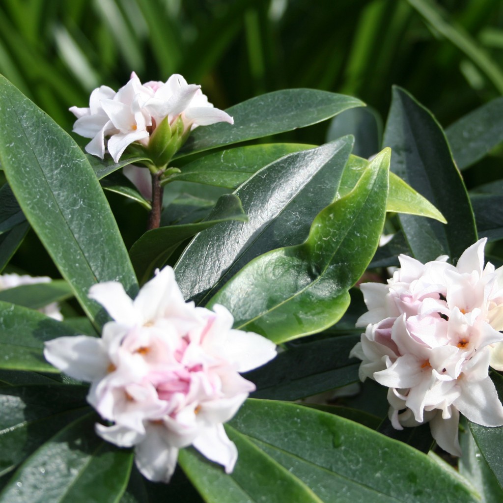Daphne Perfume Princess garden plant