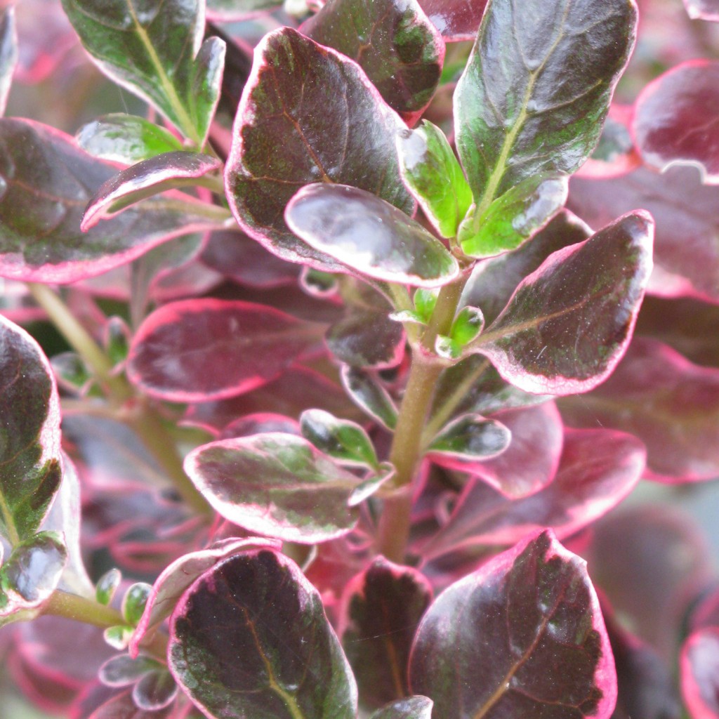 The Coprosma Pacific Sunrise garden plant