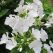 The white Volcano Phlox garden plant