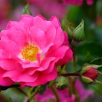 Flower Carpet Rose