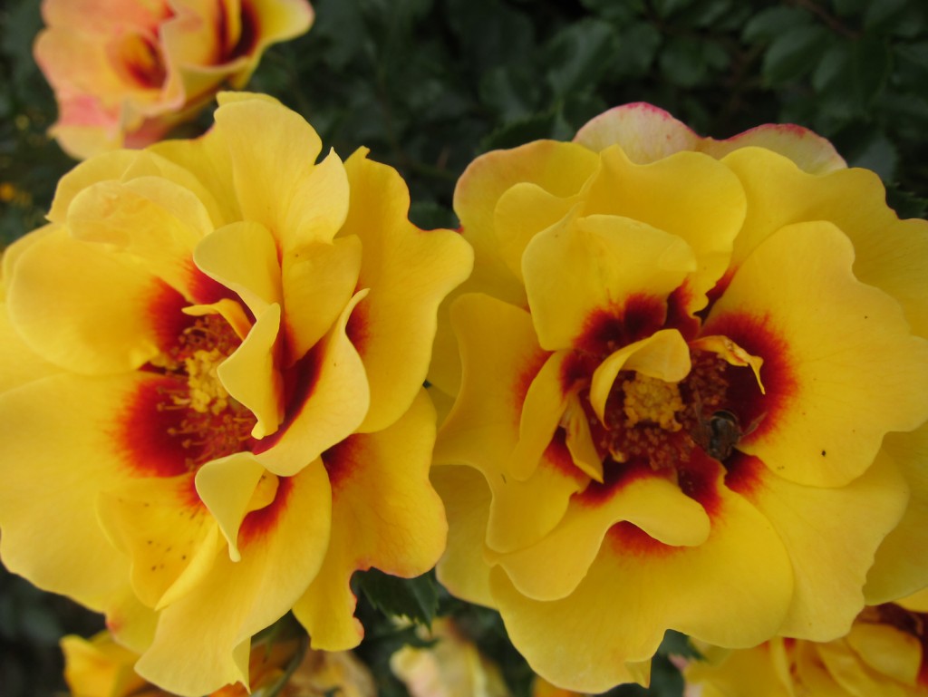 Sweet Spot Decorator Rose