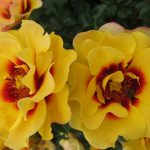 Sweet Spot Decorator Rose