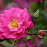 Flower Carpet Pink rose