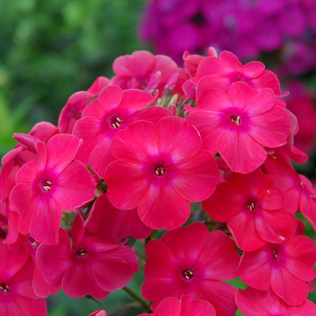 Volcano phlox plant